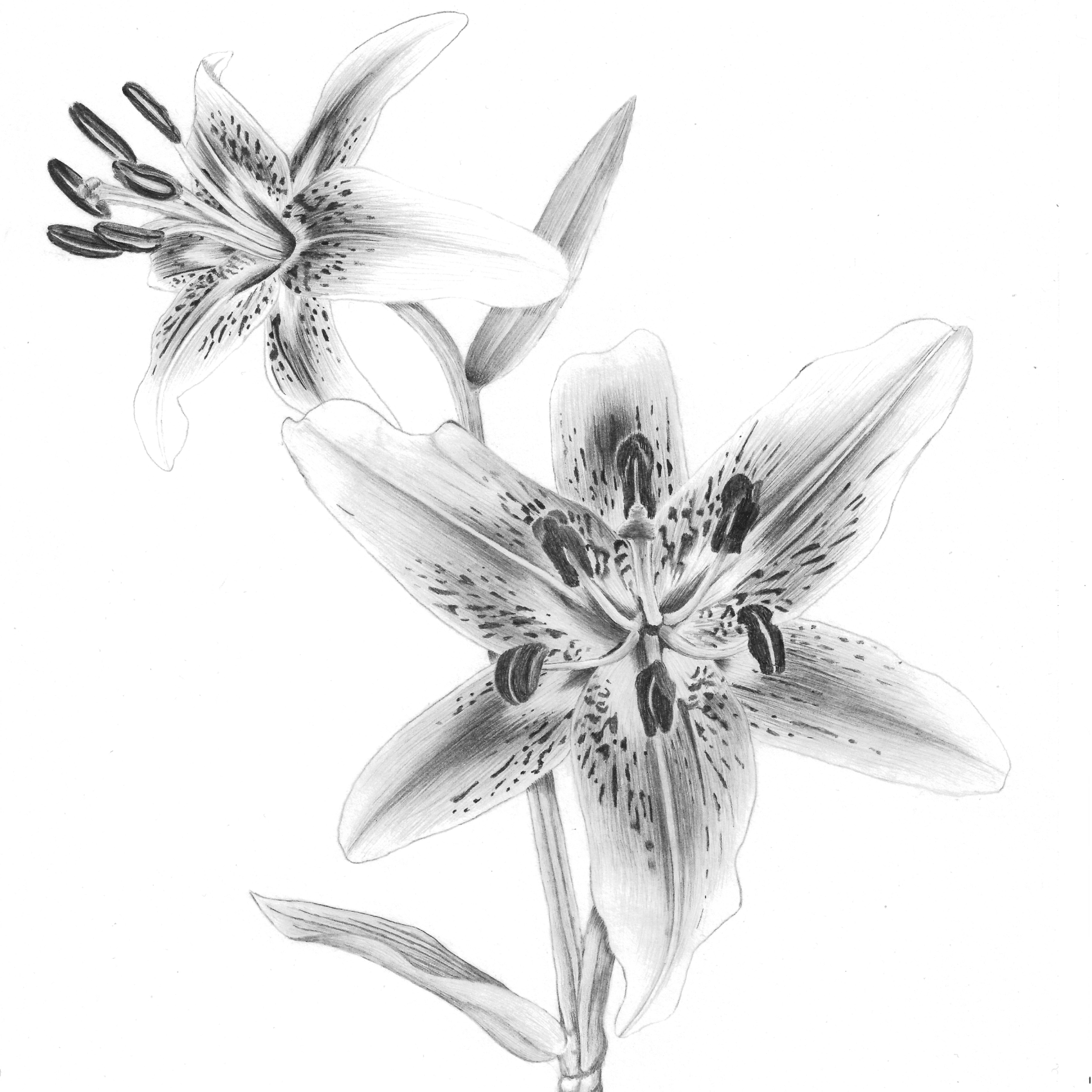 Das Bild zeigt eine mit Bleistift gezeichnete Lilie. Die Blüten und Blätter sind fein gezeichnet, wobei sanften Linien die Konturen und Texturen der Blumen betonen.